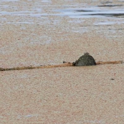 Chelodina longicollis (Eastern Long-necked Turtle) at Fyshwick, ACT - 1 Dec 2023 by JimL
