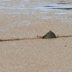 Chelodina longicollis (Eastern Long-necked Turtle) at Jerrabomberra Wetlands - 1 Dec 2023 by JimL