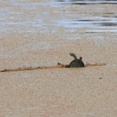 Chelodina longicollis at Jerrabomberra Wetlands - 2 Dec 2023