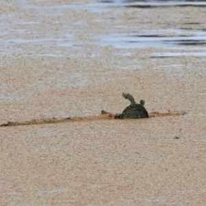 Chelodina longicollis at Jerrabomberra Wetlands - 2 Dec 2023