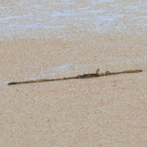Chelodina longicollis at Jerrabomberra Wetlands - 2 Dec 2023