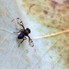 Pogonortalis doclea (Boatman fly) at Wodonga - 1 Dec 2023 by KylieWaldon