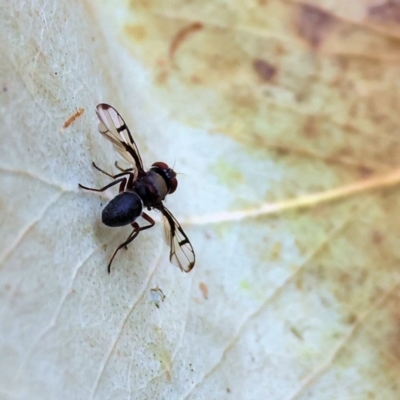 Pogonortalis doclea (Boatman fly) at Wodonga - 1 Dec 2023 by KylieWaldon