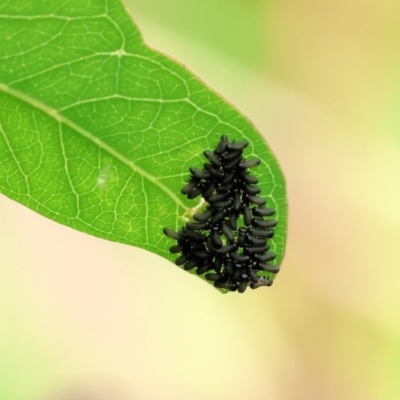 Paropsis atomaria (Eucalyptus leaf beetle) at Wodonga - 30 Nov 2023 by KylieWaldon