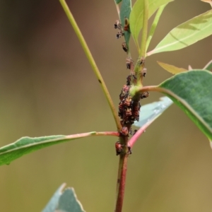 Eurymeloides pulchra at Gordon Craig Park - 1 Dec 2023