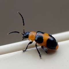 Aulacophora hilaris (Pumpkin Beetle) at Surf Beach, NSW - 2 Dec 2023 by Hejor1