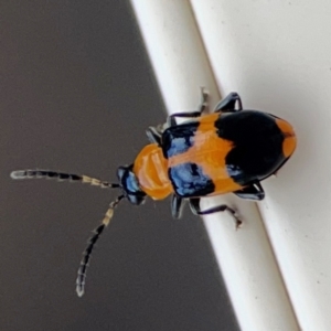 Aulacophora hilaris at Surf Beach, NSW - 2 Dec 2023