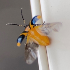 Aulacophora hilaris at Surf Beach, NSW - 2 Dec 2023