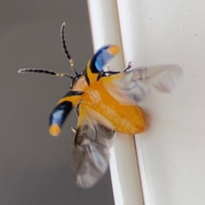 Chrysomelidae sp. (family) at Surf Beach, NSW - 2 Dec 2023 02:39 PM