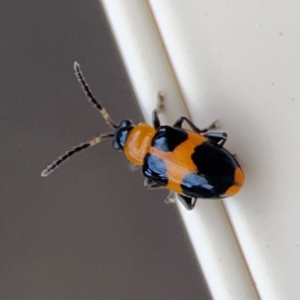 Aulacophora hilaris at Surf Beach, NSW - 2 Dec 2023