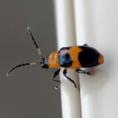 Aulacophora hilaris at Surf Beach, NSW - 2 Dec 2023