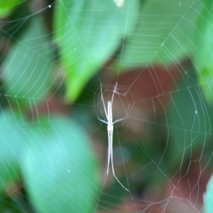 Tetragnatha sp. (genus) at QPRC LGA - 2 Dec 2023