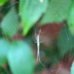 Tetragnatha sp. (genus) (Long-jawed spider) at Braidwood, NSW - 2 Dec 2023 by Hejor1