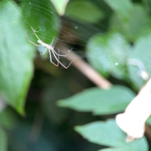 Tetragnatha sp. (genus) at QPRC LGA - 2 Dec 2023