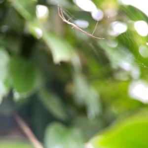 Tetragnatha sp. (genus) at QPRC LGA - 2 Dec 2023