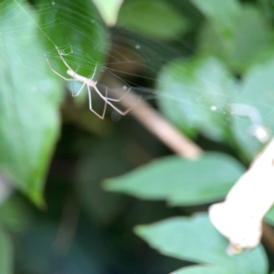 Tetragnatha sp. (genus) at QPRC LGA - 2 Dec 2023