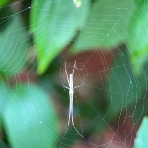 Tetragnatha sp. (genus) at QPRC LGA - 2 Dec 2023