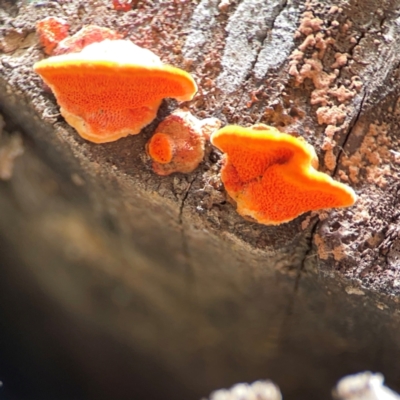 Trametes coccinea at Surf Beach, NSW - 2 Dec 2023 by Hejor1