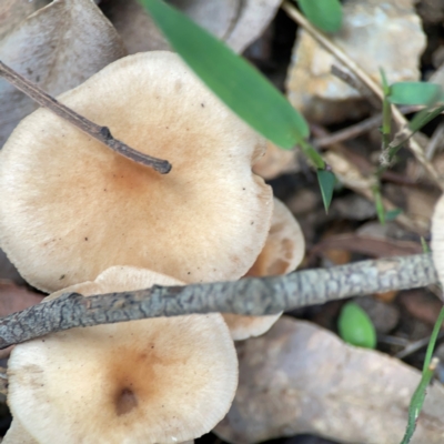Unidentified Cap on a stem; gills below cap [mushrooms or mushroom-like] at Surf Beach, NSW - 2 Dec 2023 by Hejor1