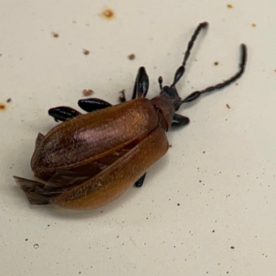 Ecnolagria grandis (Honeybrown beetle) at Surf Beach, NSW - 2 Dec 2023 by Hejor1