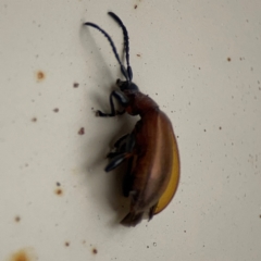 Ecnolagria grandis at Surf Beach, NSW - 2 Dec 2023