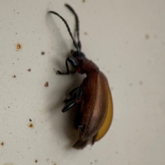 Ecnolagria grandis at Surf Beach, NSW - 2 Dec 2023