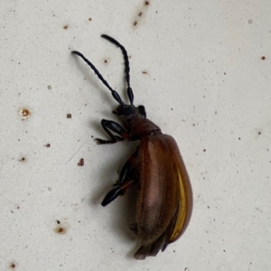 Ecnolagria grandis at Surf Beach, NSW - 2 Dec 2023 02:19 PM