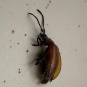 Ecnolagria grandis at Surf Beach, NSW - 2 Dec 2023 02:19 PM