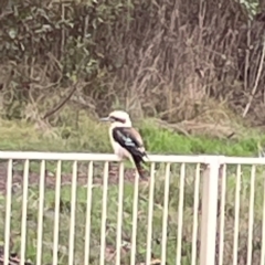 Dacelo novaeguineae (Laughing Kookaburra) at Surf Beach, NSW - 2 Dec 2023 by Hejor1