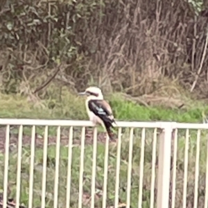 Dacelo novaeguineae (Laughing Kookaburra) at Surf Beach, NSW by Hejor1