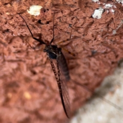 Unidentified Other insect at Braidwood, NSW - 2 Dec 2023 by Hejor1