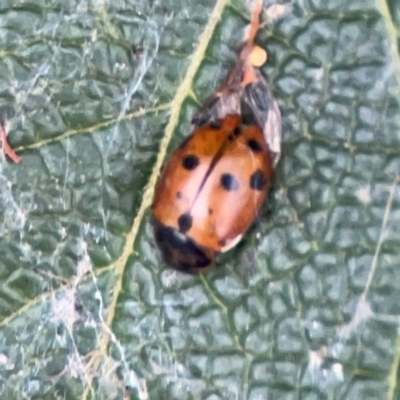 Hippodamia variegata (Spotted Amber Ladybird) at QPRC LGA - 2 Dec 2023 by Hejor1