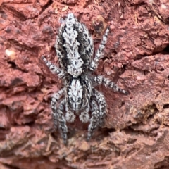 Clynotis severus (Stern Jumping Spider) at Braidwood, NSW - 2 Dec 2023 by Hejor1