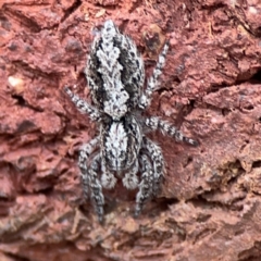 Clynotis severus (Stern Jumping Spider) at QPRC LGA - 2 Dec 2023 by Hejor1