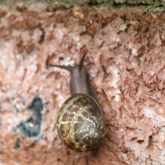 Cornu aspersum (Common Garden Snail) at QPRC LGA - 2 Dec 2023 by Hejor1