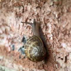 Cornu aspersum at QPRC LGA - 2 Dec 2023 05:19 PM