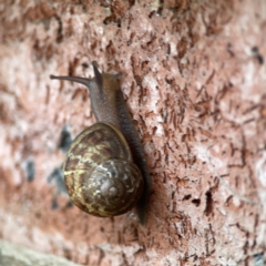 Cornu aspersum at QPRC LGA - 2 Dec 2023 05:19 PM