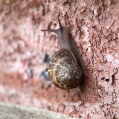 Cornu aspersum at QPRC LGA - 2 Dec 2023