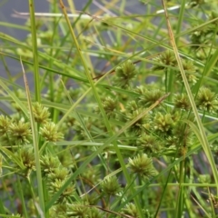 Cyperus eragrostis (Umbrella Sedge) at West Wodonga, VIC - 30 Nov 2023 by KylieWaldon