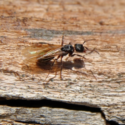 Myrmecia sp. (genus) (Bull ant or Jack Jumper) at Cantor Crescent Woodland - 1 Dec 2023 by Trevor