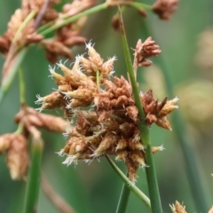 Schoenoplectus validus (River Club-rush) at Gordon Craig Park - 30 Nov 2023 by KylieWaldon