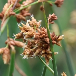 Schoenoplectus validus at Gordon Craig Park - 1 Dec 2023