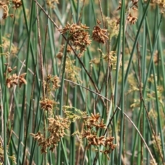 Schoenoplectus tabernaemontani at Gordon Craig Park - 1 Dec 2023 08:40 AM