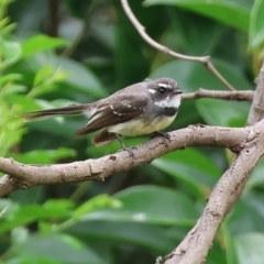 Rhipidura albiscapa (Grey Fantail) at Gordon Craig Park - 1 Dec 2023 by KylieWaldon