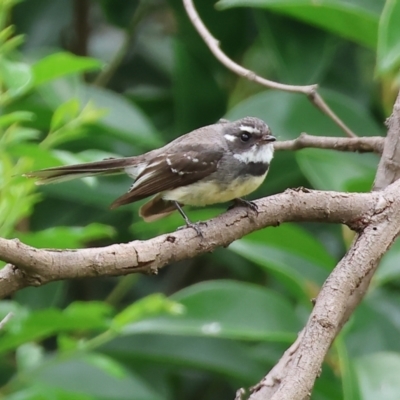 Rhipidura albiscapa (Grey Fantail) at Gordon Craig Park - 1 Dec 2023 by KylieWaldon