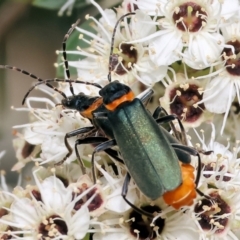 Chauliognathus lugubris (Plague Soldier Beetle) at Wodonga - 30 Nov 2023 by KylieWaldon