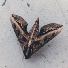 Unidentified Hawk moth (Sphingidae) at Douglas-Daly, NT - 2 Dec 2023 by hackettganggang