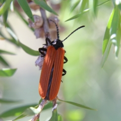 Porrostoma rhipidium (Long-nosed Lycid (Net-winged) beetle) at Cantor Crescent Woodland - 1 Dec 2023 by Trevor