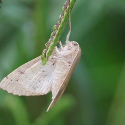 Unidentified Noctuoid moth (except Arctiinae) at Gordon Craig Park - 30 Nov 2023 by KylieWaldon