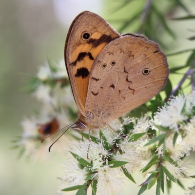 Heteronympha merope (Common Brown Butterfly) at Cantor Crescent Woodland, Higgins - 1 Dec 2023 by Trevor